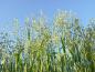 Preview: BIO Grünhafer Pellets Cobs 'Low Energy'