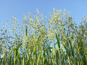 BIO Grünhafer Pellets Cobs 'Balanced'