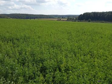 BIO Luzerne Pellets Cobs 'High Protein'