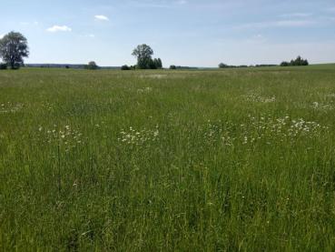 BIO Kräuterwiesen-Cobs
