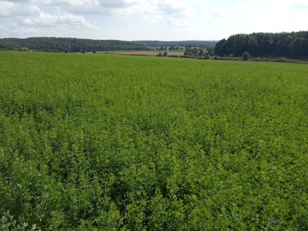 BIO Luzerne Pellets Cobs 'High Protein'