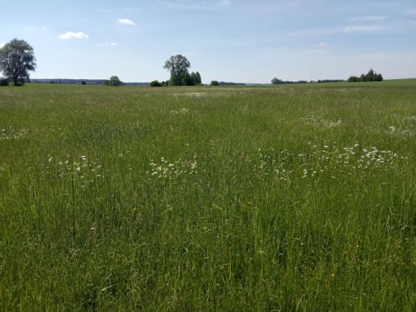 BIO Kräuterwiesen-Cobs