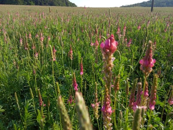 BIO Esparsette Pellets Cobs 'Balanced'